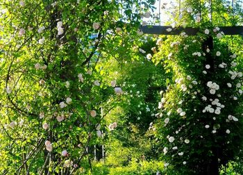 Flowering plants and trees in forest