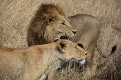 Lion and lioness in africa