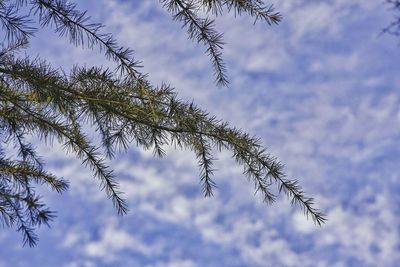 Low angle view of tree against sky