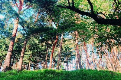 Low angle view of trees