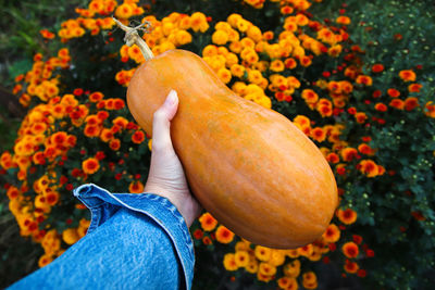 Hand holding pumpkin. ripe orange long farmer eco-friendly pumpkins in the hand of a farmer 