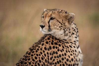 Close-up of cheetah looking back over shoulder