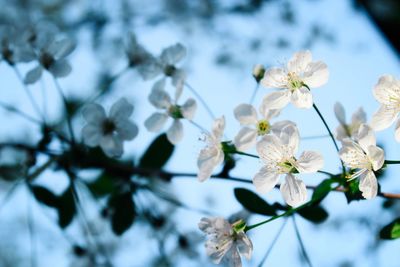 Close-up of white cherry blossoms