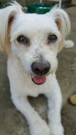 Close-up portrait of dog