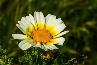 Close-up of white flower