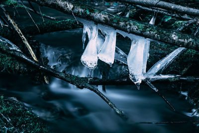 Close-up of frozen tree