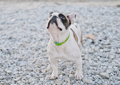 Portrait of a french bulldog asking for a treat on a pebble beach. cute dog looking upwards