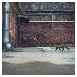 View of cat on wall