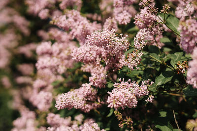 Close-up of pink cherry blossoms