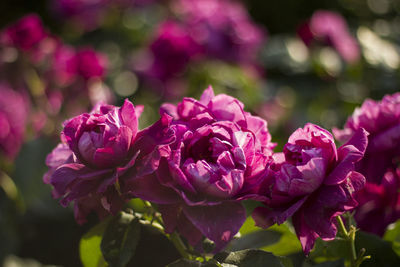 Close-up of pink roses