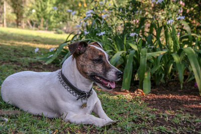 Close-up portrait of dog looking away at field