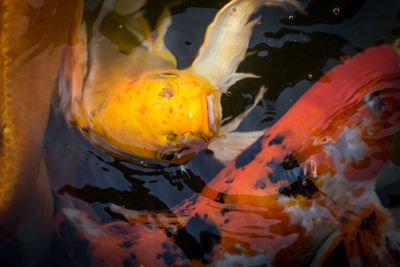 Close-up of koi fish in water