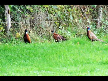 Ducks on a field