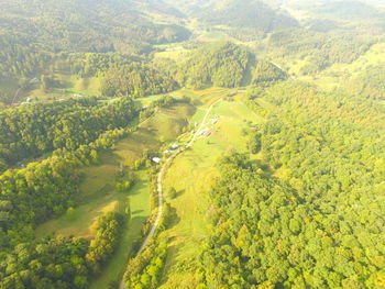 High angle view of trees growing in forest