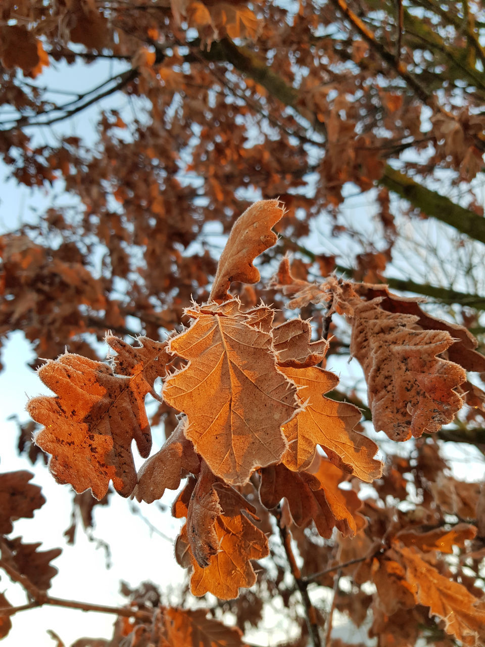 CLOSE-UP OF AUTUMN LEAVES ON SNOW COVERED TREE