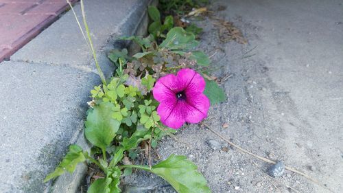 Close-up of pink flower