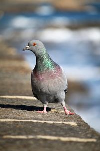 Close-up of seagull perching on retaining wall