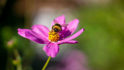 Close-up of honey bee pollinating on pink flower