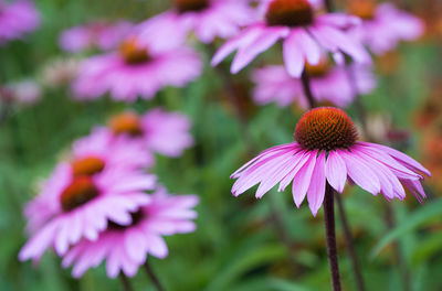 Close-up of coneflowers blooming