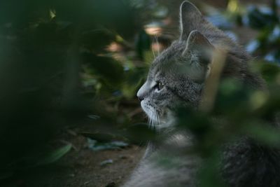 Close-up of cat