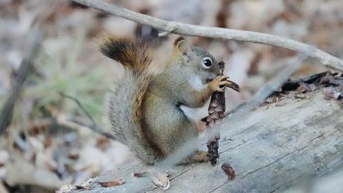 Squirrel on a tree