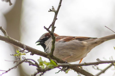 Eurasian tree sparrow singing in a hedge or tree as garden bird in a park habitat as waiting house