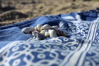 Close-up of seashells on sheet at beach