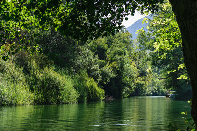 Scenic view of river in forest