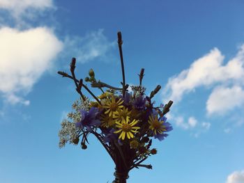 Low angle view of flower against blue sky