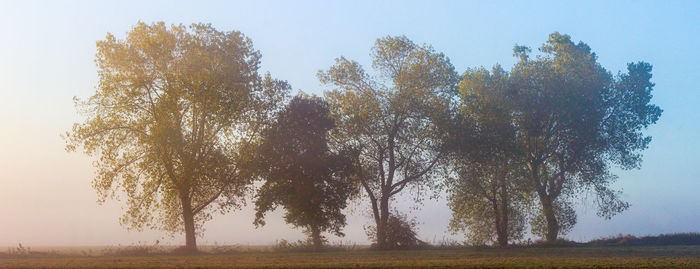 Trees on field against clear sky