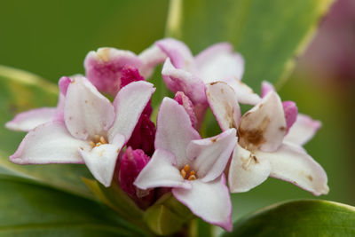 Close-up of pink flowering plant