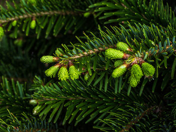 Close-up of pine tree