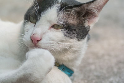 Close-up of cat lying outdoors