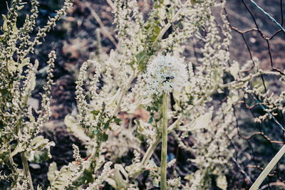 High angle view of flowering plants on field