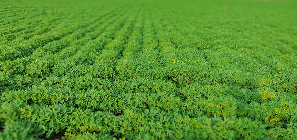 Full frame shot of fresh green field