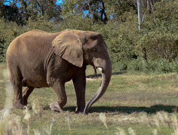 Elephant walking on grass against plants