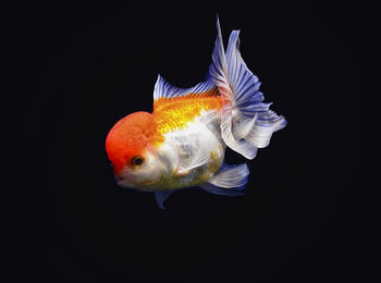 Close-up of goldfish swimming on black background