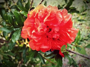 Close-up of wet red flower blooming outdoors