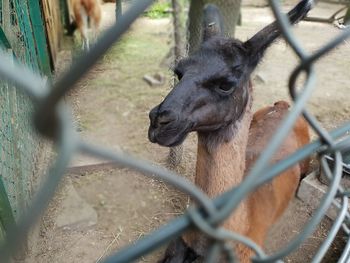 Deer seen through chainlink fence in zoo