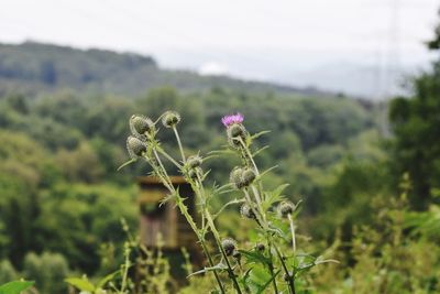 Close-up of pink flowering plant on land