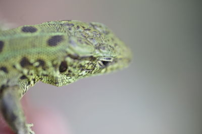 Close-up of snake