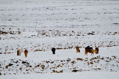 Flock of sheep in snow