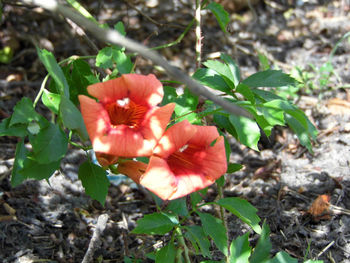 Close-up of red hibiscus flower