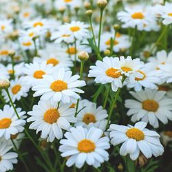 Close-up of white daisy flowers