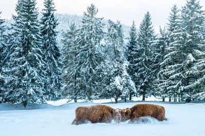 Sheep grazing on snow covered landscape