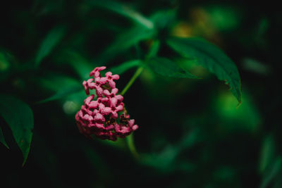 Close-up of flowers growing in forest