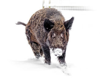 Pig walking in snow