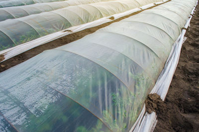 Potato bushes on a farm plantation covered under agricultural plastic film tunnel rows.