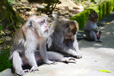 Monkeys sitting outdoors