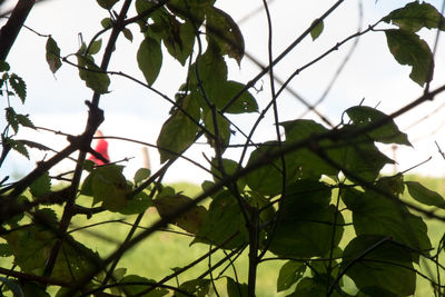 Low angle view of leaves on plant